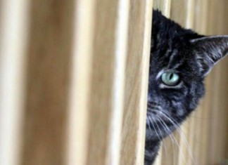«Эрмитажный кот» станет брендом