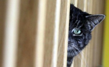 «Эрмитажный кот» станет брендом