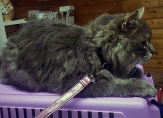 Шведский кот Глиттер прошел до другого конца Европы